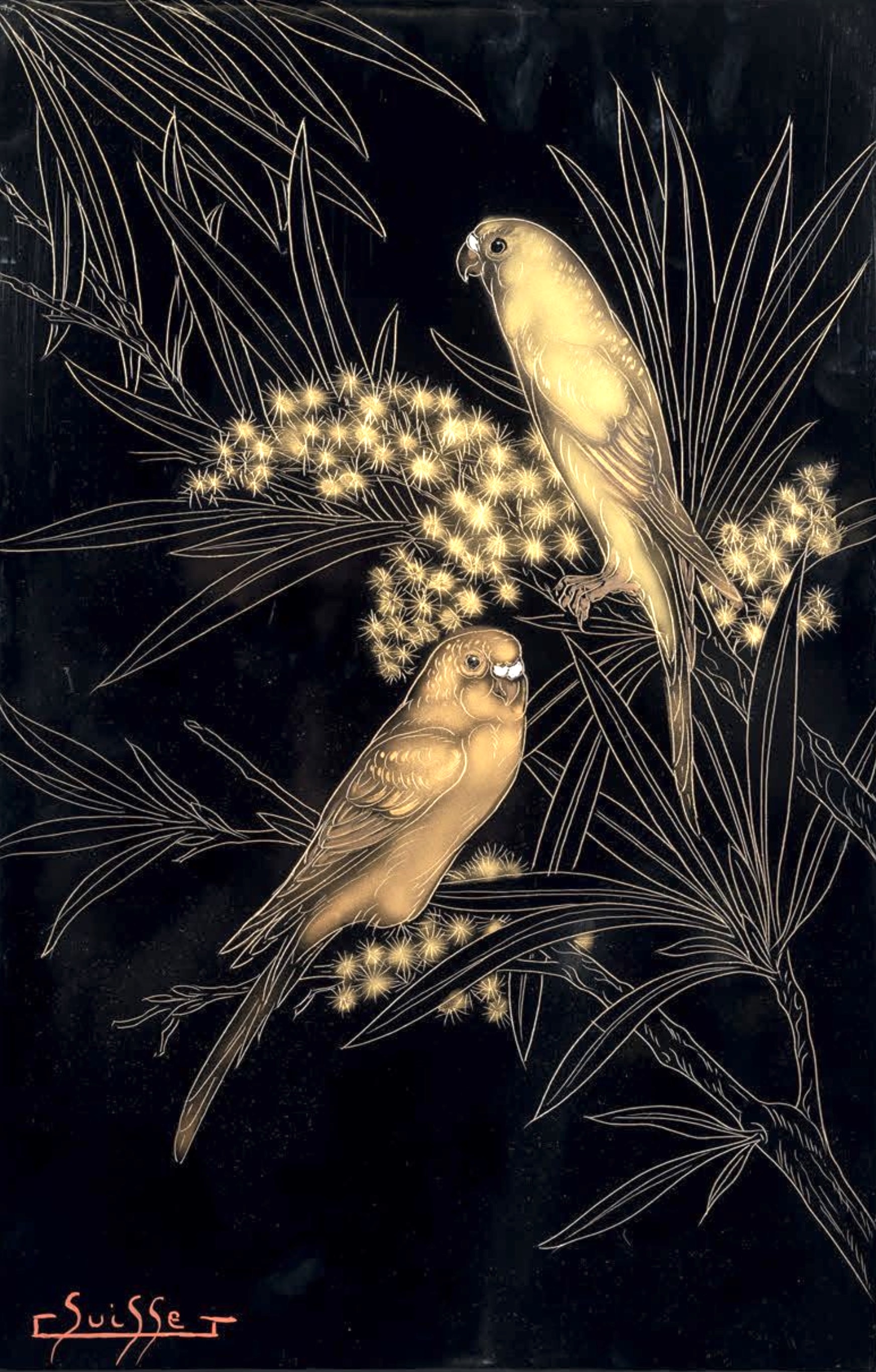 Couple de perruches dans les mimosas